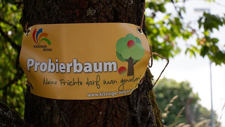 An den markierten Probierbäumen können sich Spaziergänger bedienen. Foto: Stephanie Kunder