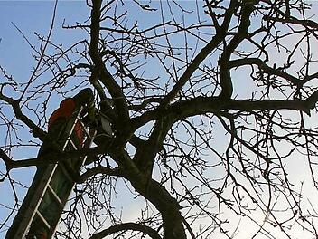 Der Obst- und Gartenbauverein Völkersleier kümmert sich um den Baumschnitt.  Foto: Gerd Schaar