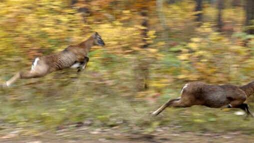 Derzeit leben noch Mufflons auf einem Freigehege der "Muna".  Foto: Max Dorsch