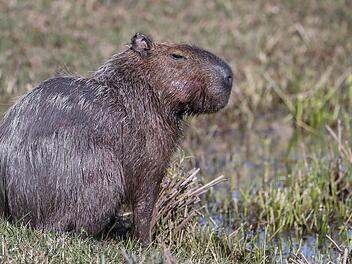 Capybara