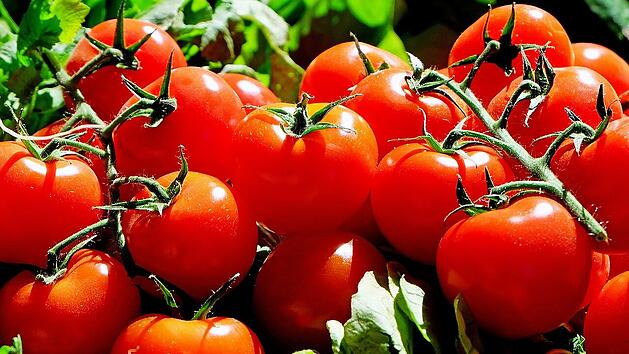 Tomaten im Fokus: Wie der tägliche Konsum deine Gesundheit beeinflusst.