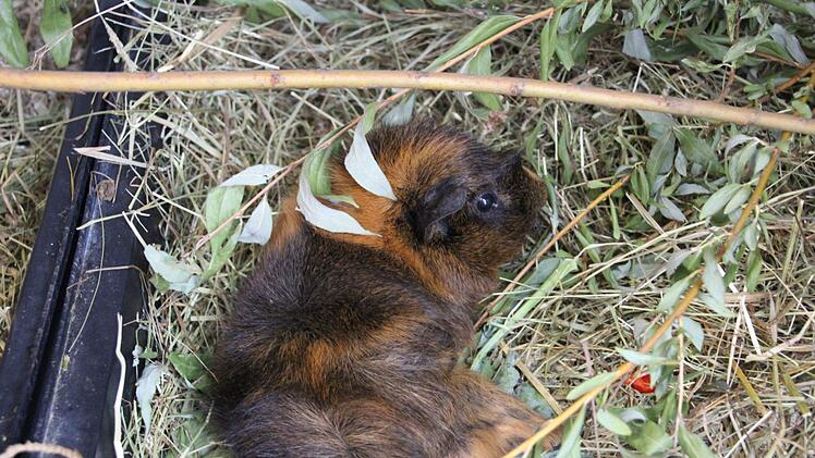 Auch mehrere Meerschweinchen freuen sich auf ein neues Zuhause mit viel Platz. Foto: Julia Heimberger