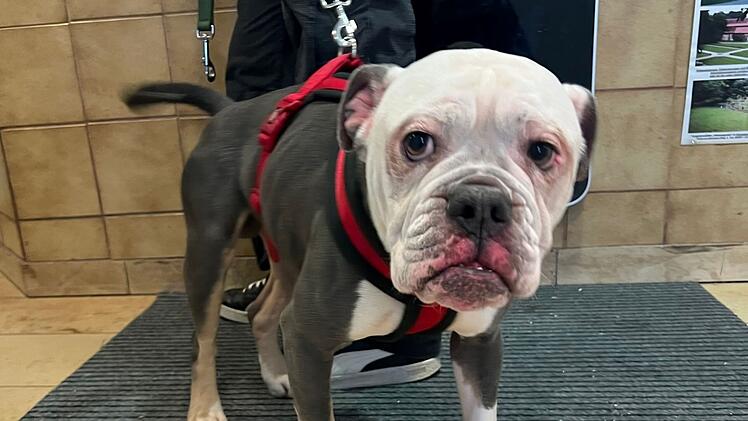 Besitzerin bindet Hund einfach an Tierheim Erlangen an - Influencerin macht sie ausfindig