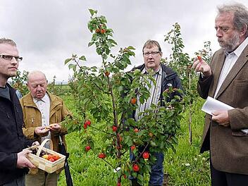 Manuel Rauch vom Obstgroßmarkt Pretzfeld (von links), Erwin Zeiß vom Großmarkt in Igensdorf, Hans Schilling und Landrat Reinhardt Glauber testen fachmännisch die Aprikosenernte.  Foto: Pauline Lindner