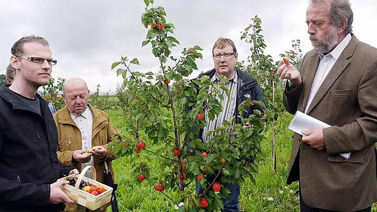 Manuel Rauch vom Obstgroßmarkt Pretzfeld (von links), Erwin Zeiß vom Großmarkt in Igensdorf, Hans Schilling und Landrat Reinhardt Glauber testen fachmännisch die Aprikosenernte.  Foto: Pauline Lindner