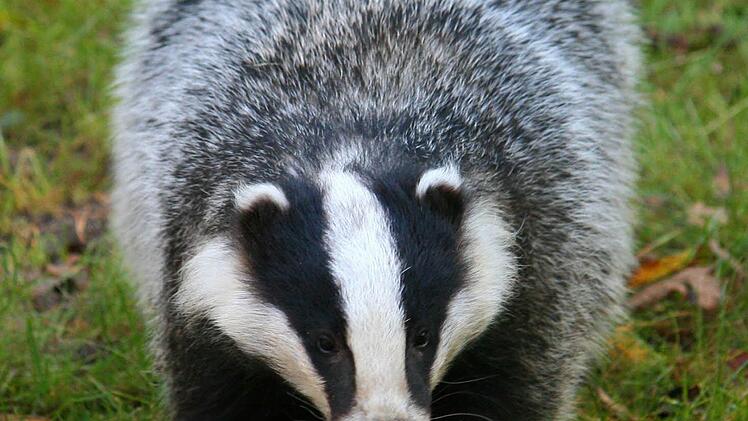 Ein Dachs. Foto: Daniel Bockwoldt/dpa