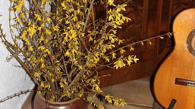 Das Foto zeigt angetriebene Forsythienzweige im Winter. Foto: Jupp Schr&ouml;der