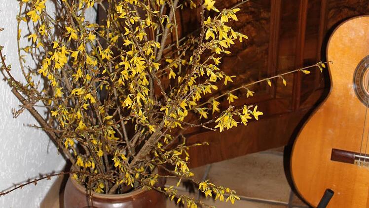 Das Foto zeigt angetriebene Forsythienzweige im Winter. Foto: Jupp Schröder