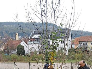 Der Apfelbaum wird gepflanzt. Foto: Helmut Vogler