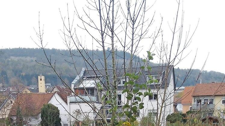Der Apfelbaum wird gepflanzt. Foto: Helmut Vogler