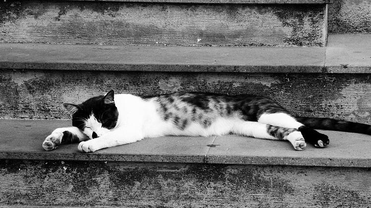 Suche nach Tierquäler in Nürnberg: Passanten fanden am Samstag eine offenbar erschlagene Katze. Symbolfoto: 20672/pixabay.com