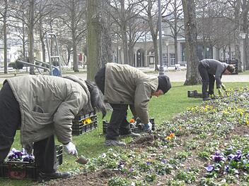 Im Kurgarten werden zu Ostern noch einmal Stiefmütterchen als Farbtupfer gepflanzt. Fotos: Thomas Mäuser