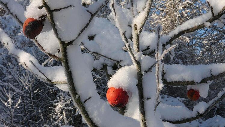Am Apfelbaum  hängen noch einzelne Früchte. Foto: Franz Galster
