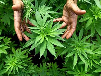 So sehen Cannabis-Pflanzen aus. Symbolbild: Archiv/dpa