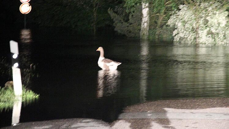 Hier schwimmt die Weihnachtsgans vor der Laufer Mühle. Foto: Johanna Blum
