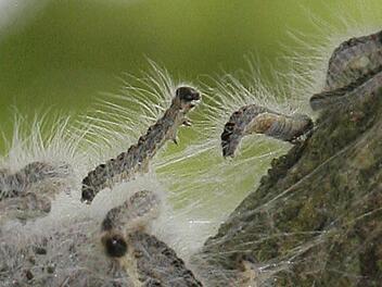 Die Brennhaare des Eichenprozessionsspinners enthalten ein Nesselgift, das bei Hautkontakt (pseudo)allergische Reaktionen hervorrufen kann. Abstand halten ist also geboten. Foto: Bernd Settnik/dpa