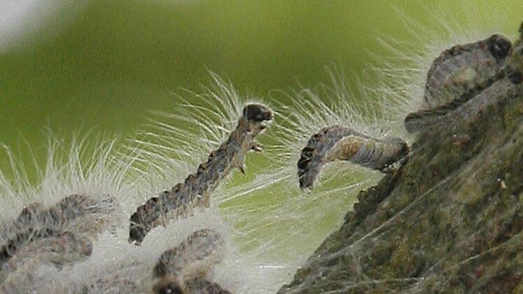 Die Brennhaare des Eichenprozessionsspinners enthalten ein Nesselgift, das bei Hautkontakt (pseudo)allergische Reaktionen hervorrufen kann. Abstand halten ist also geboten. Foto: Bernd Settnik/dpa