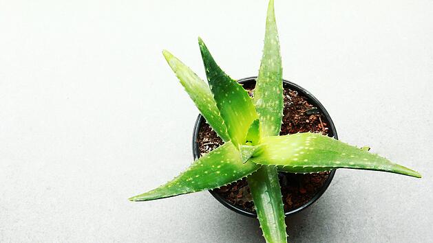 Aloe Vera ist nicht nur als After-Sun-Gel in jedem Haushalt ein Must-Have