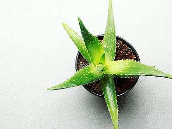 Aloe Vera ist nicht nur als After-Sun-Gel in jedem Haushalt ein Must-Have