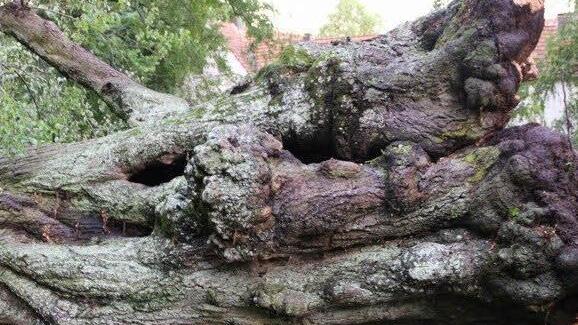 Im Hindenburpark hat der starke Wind am Dienstagbend den wohl ältesten Baum der Anlage, die Hohle Linde, umgeworfen.