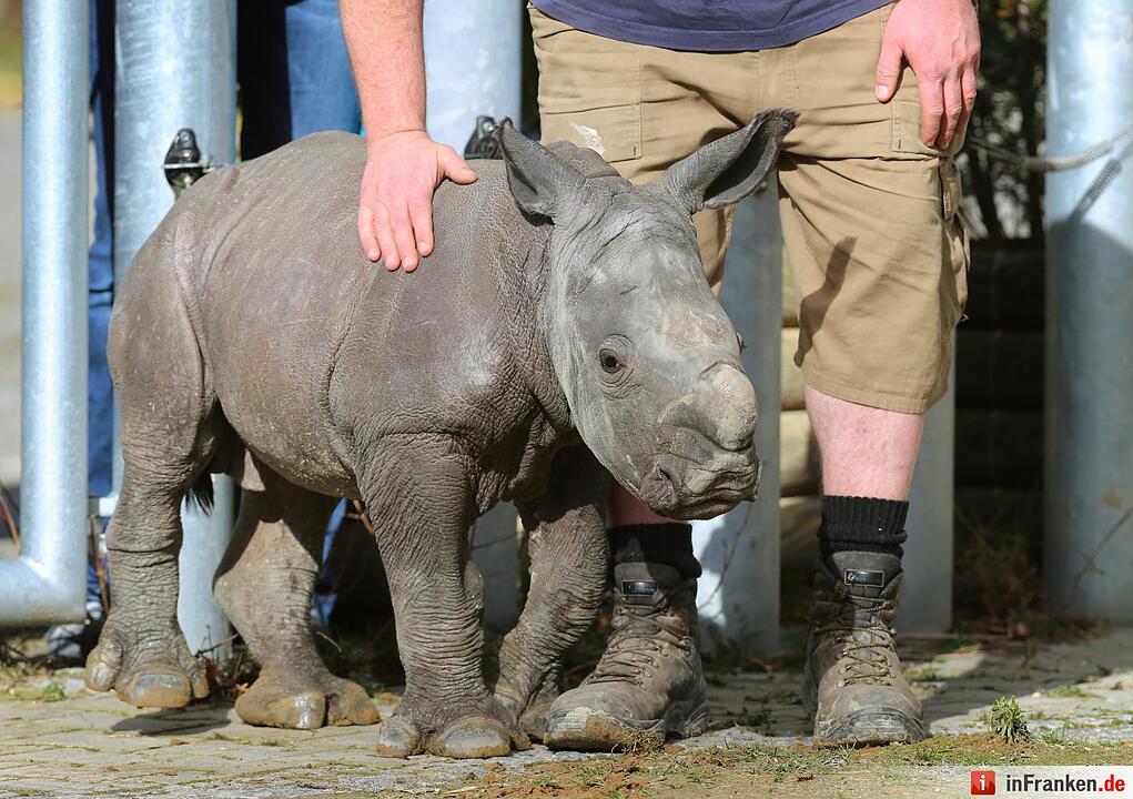 Nashorn-Nachwuchs in Augsburg