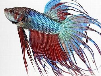 Auch Kampffische wie dieses Exemplar gibt es bei der Börse in Mönchröden zu sehen.  Foto: Jonas Walter