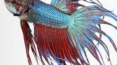 Auch Kampffische wie dieses Exemplar gibt es bei der B&ouml;rse in M&ouml;nchr&ouml;den zu sehen.  Foto: Jonas Walter