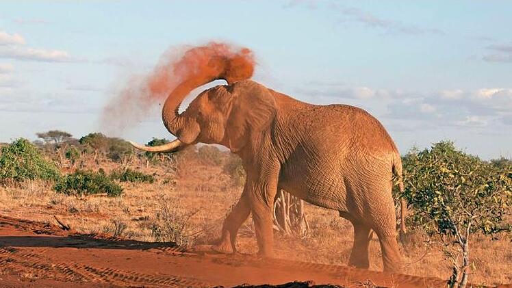 Elefanten kann man im Nationalpark Tsavo Ost beobachten.Günther Schneider