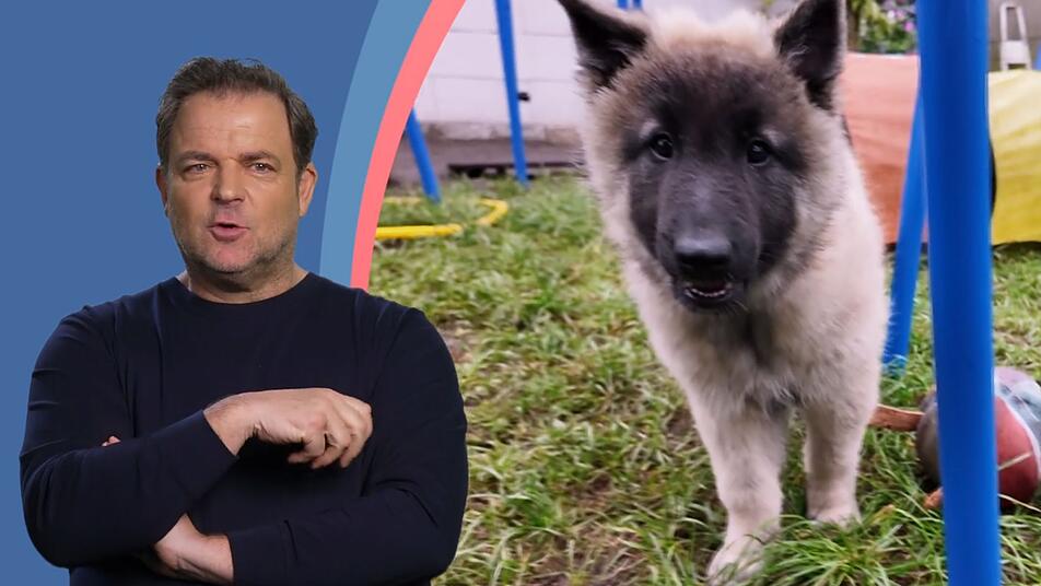 Hund Will Nicht Gassi Gehen Martin Rütter www.infranken.de