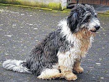 Dringend gesucht: Ein Herz f&uuml;r Bubi