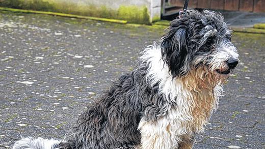 Dringend gesucht: Ein Herz f&uuml;r Bubi