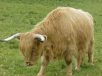 Ein Hochlandrind hielt die Ebermannstadter Polizisten schwer auf Trab.  Fotos: privat