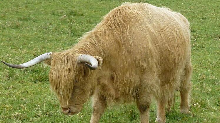 Ein Hochlandrind hielt die Ebermannstadter Polizisten schwer auf Trab.  Fotos: privat