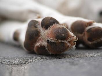 Hund