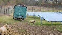 Zwei Schafe an den Photovoltgaikmodulen.