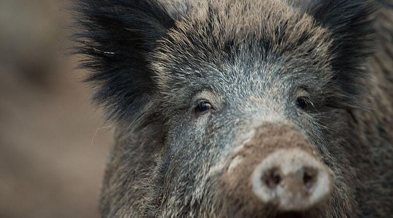 20.000 Euro Schaden in Bad Kissingen wegen Wildschweinrotte