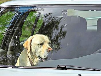 Ein Hund wurde in Coburg aus einem Hitze-Auto gerettet.Jarkko/Adobe Stock (Symbolbild)
