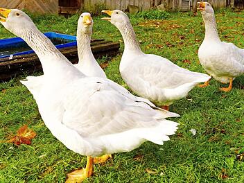 Besser als jede Alarmanlage: Den Gänsen entgeht kein Neuankömmling. Jeder wird mit lautem Geschnatter angekündigt. Foto: Roland Schönmüller