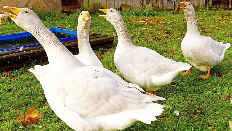 Besser als jede Alarmanlage: Den Gänsen entgeht kein Neuankömmling. Jeder wird mit lautem Geschnatter angekündigt. Foto: Roland Schönmüller