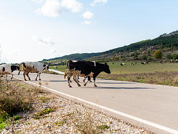Kuh, K&uuml;he, Rinder, Stra&szlig;e, Unfall