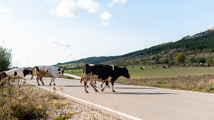 Kuh, K&uuml;he, Rinder, Stra&szlig;e, Unfall