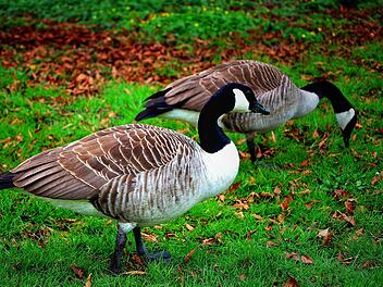 Wildgans