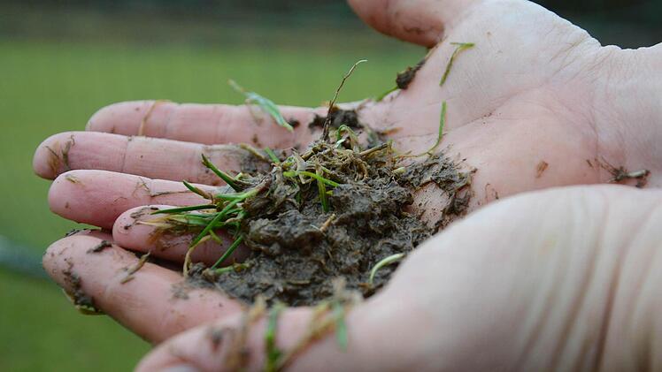 Äußerlich scheinen die Rasenplätze bereits fit. Doch beim genaueren Blick präsentieren sich Gras und Boden eher formschwach. Foto: Jürgen Schmitt