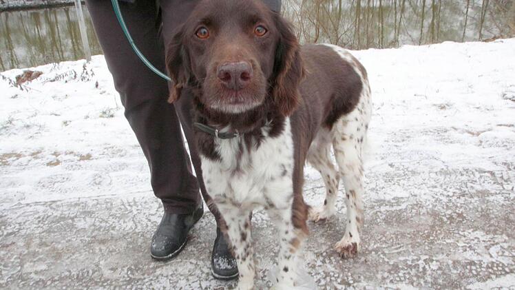 Wenn Hunde sich erleichtern, sind Herrchen oder Frauchen gefordert. Foto: Josef Hofbauer