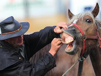 Da lachen ja die Pferde - angesichts der geplanten Besteuerung. Foto: Jens Wolf/dpa