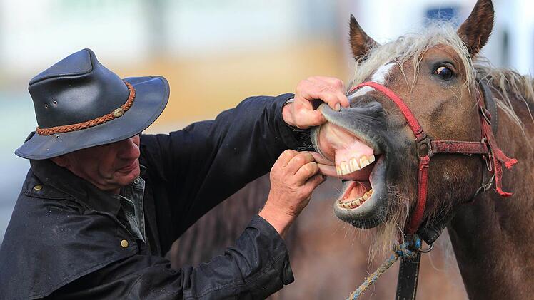 Da lachen ja die Pferde - angesichts der geplanten Besteuerung. Foto: Jens Wolf/dpa