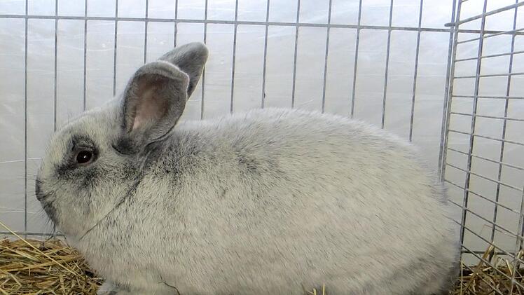 Ein Kaninchen war schöner als das andere.  Richard Sänger