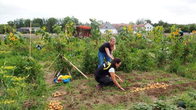 Impressionen vom Selbsterntegarten Süd. Foto: Andrea Spörlein