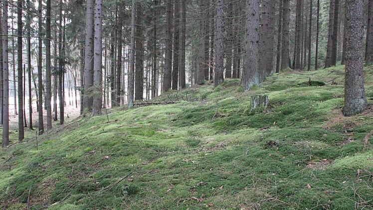 Unter dem Moos verbirgt sich blanker Fels. Der muss weg, wenn die Straße gebaut wird. Im Hintergrund links ist der Straßenverlauf zu erkennen.  Foto: Friedwald Schedel