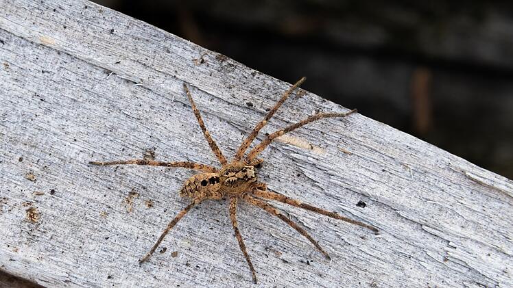 Nosferatu-Spinne breitet sich in Deutschland aus